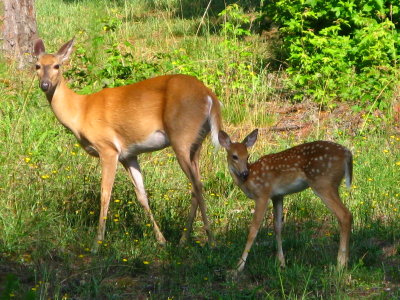 Whitetail deer