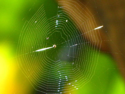 Dancing with the web