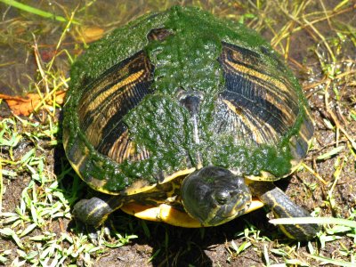 Yellow-bellied Turtle
