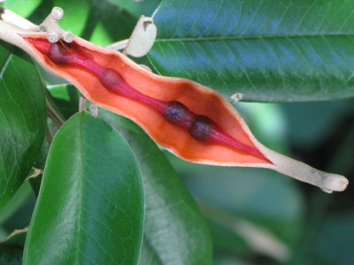 Jamaican Caper Tree Seed Pod