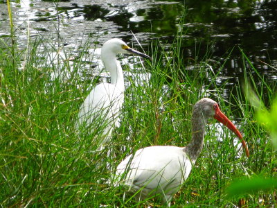 White Ibis & Snowy Egret