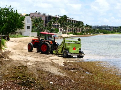 Sea-weed, keeping maintenance busy