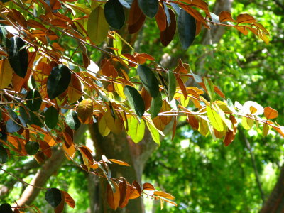 Colorful leaves - Satin Leaf Tree