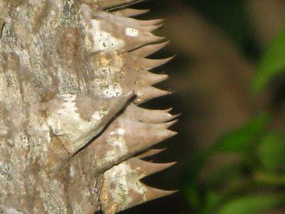 Silk Floss tree close up