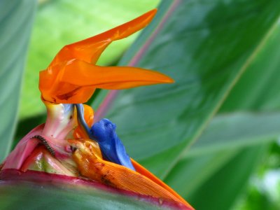 Bird of  Paradise shooting  up  from the bud