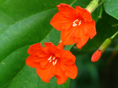 Geiger flower