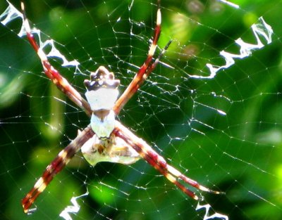 Argiope spider