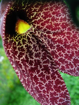 Aristolochia