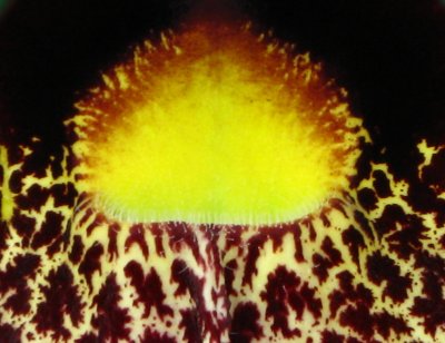 Aristolochia close-up