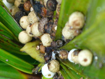 Florida Thatch Palm Fruit