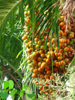Queen Palm Fruit