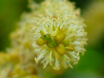 Areca Palm Flower close-up
