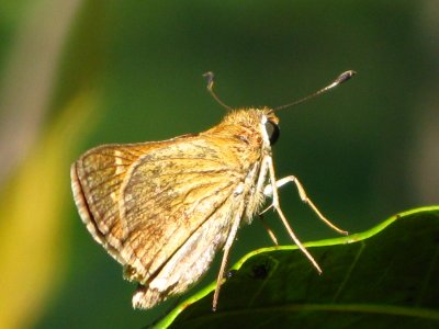 Skipper