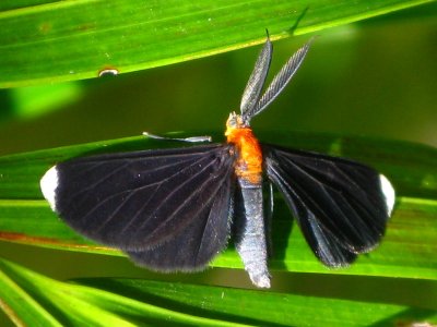 White-tipped Black (Melanchroia Chephise Moth)