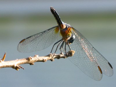 Blue Dasher Juvenile male