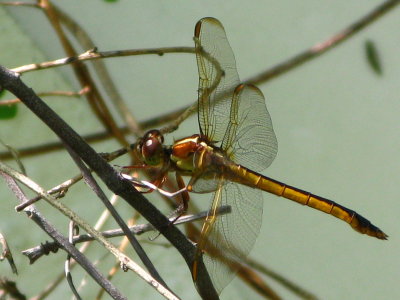 Needham's Skimmer female