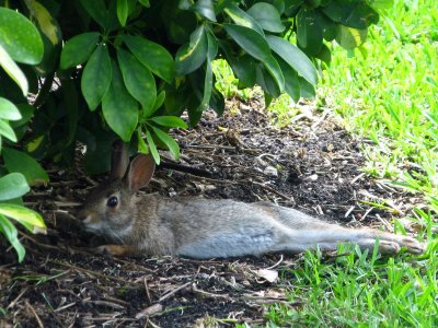 Relaxing rabbit