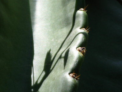 Cereus Cactus closeup