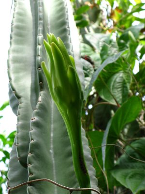 Cereus Cactus flower