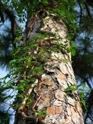 Wrapped pine tree/Virginia Creeper