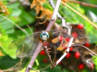 Blue Dasher & Rosary pea