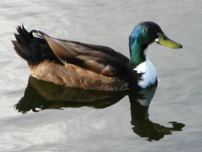 FL Hybrid Mallard Duck