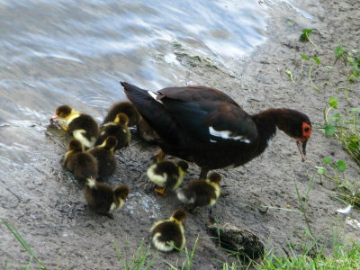 Muscovy Duck &  Ducklings
