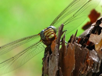 Two-striped Forceptail