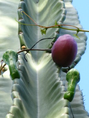 Cereus Cactus fruit