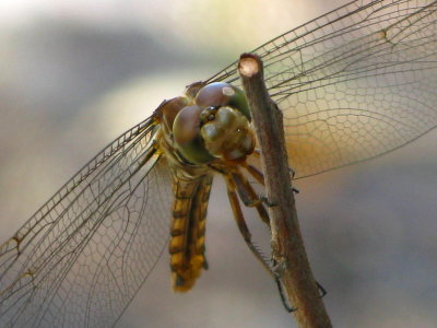 Lady dragonfly -  Roseate Skimmer