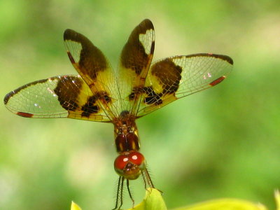Eastern Amberwing female