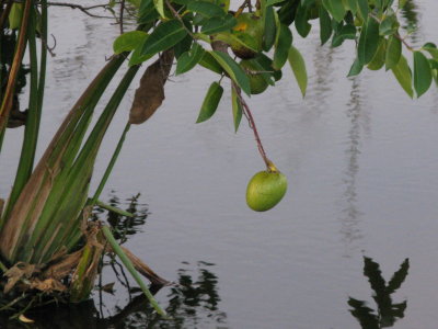 Pond apple
