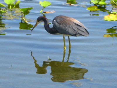 Tricolored Heron Adult