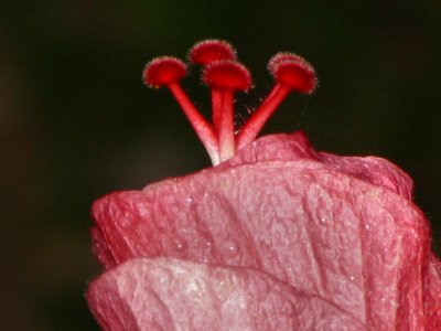 Hibiscus after the rain