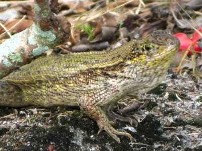 Curly-tail Lizard