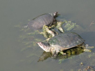 Soft shell turtles