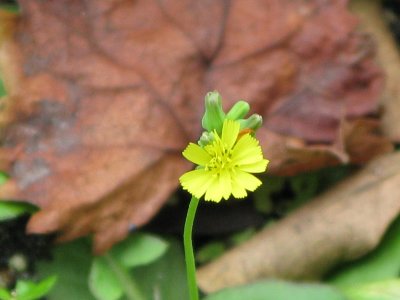 Youngia Japonica