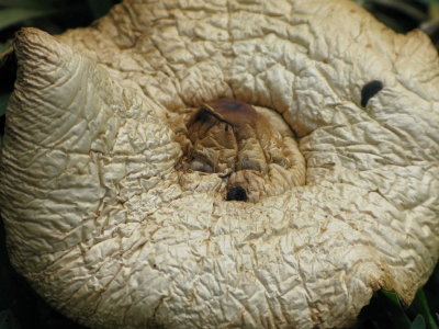 Wrinkled mushroom