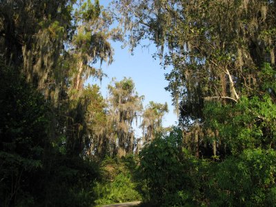 Old Bald Cypress Swamp