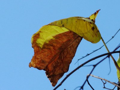 Air Potato Vine Leaf