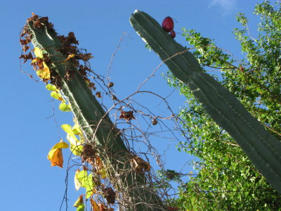 Air Potato Vine &  Cereus Cactus