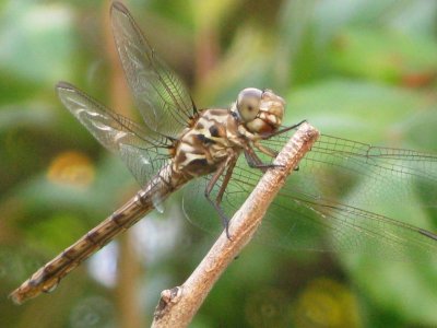 Roseate Skimmer Female