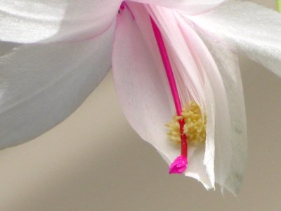 Christmas Cactus