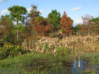 Wakodahatchee