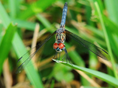 Blue Dasher Juvenile male
