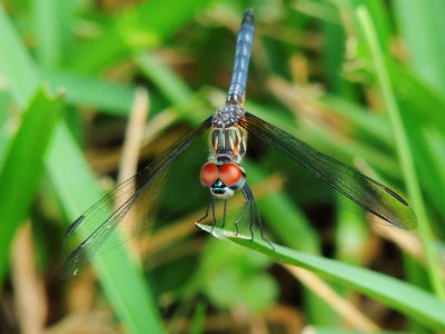 Blue Dasher  Juvenile male  