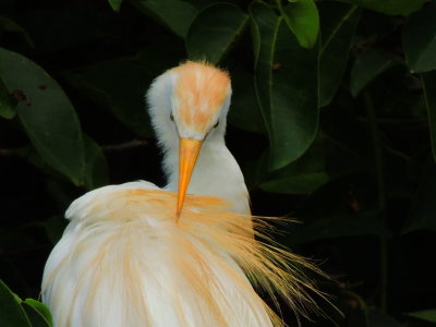 Cattle Egret