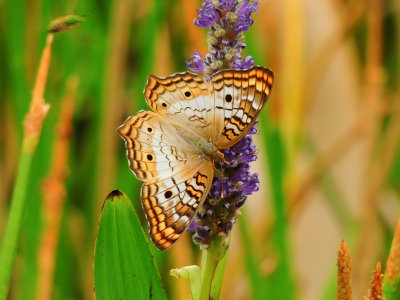 White Peacock