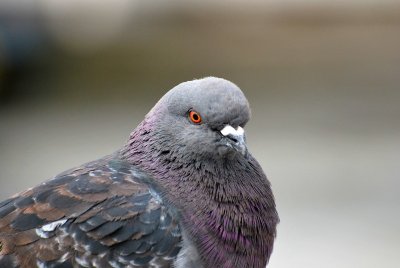 Portrait of a Pigeon.jpg