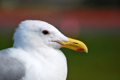 Portrait of a Sea Gull.jpg